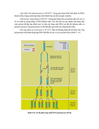 - Gây biến tính (denaturation) ở 90-95o
C. Trong giai đoạn biến tính phân tử DNA
khuôn mẫu ở dạng xoắn kép được tách thành hai sợi đơn (single strands).
- Gắn primer (annealing) ở 40-65o
C. Trong giai đoạn này các primer gắn vào các vị
trí có trình tự tương đồng ở DNA khuôn mẫu. Các liên kết ion tạo thành một đoạn nhỏ
(các primer đã lắp ráp chính xác) và trên các đoạn nhỏ DNA sợi đôi đó (khuôn mẫu và
primer) enzyme Taq polymerase có thể bắt đầu quá trình sao chép khuôn mẫu.
- Kéo dài phân tử (extension) ở 70-72o
C. Đây là khoảng nhiệt độ tối thích cho Taq
polymerase tiến hành tổng hợp DNA bắt đầu từ các vị trí có primer theo chiều 5’3’.
Hình 9.12. Sơ đồ phản ứng chuỗi DNA polymerase (PCR)
 