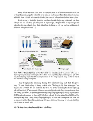 Trong số các kỹ thuật khác nhau sử dụng lai phân tử để phân tích nucleic acid, thì
kỹ thuật được sử dụng phổ biến nhất là lai mẫu dò nucleic acid được đánh dấu với nucleic
acid đích được cố định trên một vật đỡ rắn, đặc trưng là màng nitrocellulose hoặc nylon.
Trình tự của kỹ thuật lai Southern blot bao gồm các bước sau: phân tách các đoạn
cắt hạn chế của DNA hệ gen bằng điện di agarose gel, chuyển DNA từ agarose gel lên
màng lai, lai các mẫu dò được đánh dấu đồng vị phóng xạ với các nucleic acid được cố
định trên màng lai (Hình 9.13).
Hình 9.13. Sơ đồ của kỹ thuật lai Southern blot. Các mẫu DNA đích và genomic DNA (A) và
(B) trong ví dụ này được cắt bằng EcoRI và được phân đoạn bằng điện di trên agarose gel. DNA
của plasmid mang đoạn chèn DNA dùng làm mẫu dò (C) cũng được cắt bằng EcoRI và điện di
như là một đối chứng dương tính.
Các thí nghiệm lai trên màng thường được tiến hành bằng cách đánh dấu probe
bằng 32
P (mặc dù các đồng vị phóng xạ khác như 35
S cũng có thể được sử dụng). Phản
ứng lai của Southern đòi hỏi hoạt tính đặc hiệu của probe tối thiểu phải là 109
dpm/μg,
mặc dù hoạt tính 108
dpm/μg có thể được xem như là chấp nhận được trong các ứng dụng
cần cường lực thấp. Các phương pháp không dùng đồng vị phóng xạ (ví dụ: digoxigenin-
dUTP) ngày càng được sử dụng phổ biến hơn mặc dù độ nhạy của chúng là không lớn.
Nhưng các kỹ thuật không dùng đồng vị phóng xạ an toàn hơn cho nghiên cứu viên, tạo
ra các probe có thể được bảo quản trong thời gian dài trước khi dùng và kết quả phát hiện
các tín hiệu lai nhanh hơn.
VI. Các ứng dụng của công nghệ DNA tái tổ hợp
 