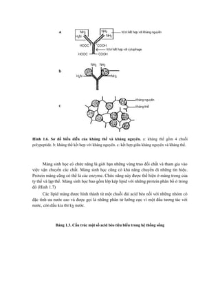 Hình 1.6. Sơ đồ biểu diễn của kháng thể và kháng nguyên. a: kháng thể gồm 4 chuỗi
polypeptide. b: kháng thể kết hợp với kháng nguyên. c: kết hợp giữa kháng nguyên và kháng thể.
Màng sinh học có chức năng là giới hạn những vùng trao đổi chất và tham gia vào
việc vận chuyển các chất. Màng sinh học cũng có khả năng chuyển đi những tín hiệu.
Protein màng cũng có thể là các enzyme. Chức năng này được thể hiện ở màng trong của
ty thể và lạp thể. Màng sinh học bao gồm lớp kép lipid với những protein phân bố ở trong
đó (Hình 1.7)
Các lipid màng được hình thành từ một chuỗi dài acid béo nối với những nhóm có
đặc tính ưa nước cao và được gọi là những phân tử lưỡng cực vì một đầu tương tác với
nước, còn đầu kia thì kỵ nước.
Bảng 1.3. Cấu trúc một số acid béo tiêu biểu trong hệ thống sống
 