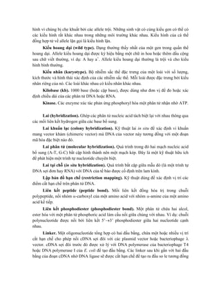 hình vì chúng bị che khuất bởi các allele trội. Những sinh vật có cùng kiểu gen có thể có
các kiểu hình rất khác nhau trong những môi trường khác nhau. Kiểu hình của cá thể
đồng hợp tử về allele lặn gọi là kiểu hình lặn.
Kiểu hoang dại (wild type). Dạng thường thấy nhất của một gen trong quần thể
hoang dại. Allele kiểu hoang dại được ký hiệu bằng một chữ in hoa hoặc thêm dấu cộng
sau chữ viết thường, ví dụ: A hay a+
. Allele kiểu hoang dại thường là trội và cho kiểu
hình bình thường.
Kiểu nhân (karyotype). Bộ nhiễm sắc thể đặc trưng của một loài với số lượng,
kích thước và hình thái xác định của các nhiễm sắc thể. Mỗi loài được đặc trưng bởi kiểu
nhân riêng của nó. Các loài khác nhau có kiểu nhân khác nhau.
Kilobase (kb). 1000 base (hoặc cặp base), được dùng như đơn vị để đo hoặc xác
định chiều dài của các phân tử DNA hoặc RNA.
Kinase. Các enzyme xúc tác phản ứng phosphoryl hóa một phân tử nhận nhờ ATP.
Lai (hybridization). Ghép các phân tử nucleic acid tách biệt lại với nhau thông qua
các mối liên kết hydrogen giữa các base bổ sung.
Lai khuẩn lạc (colony hybridization). Kỹ thuật lai in situ để xác định vi khuẩn
mang vector khảm (chimeric vector) mà DNA của vector này tương đồng với một đoạn
mã hóa đặc biệt nào đó.
Lai phân tử (molecular hybridization). Quá trình trong đó hai mạch nucleic acid
bổ sung (A-T, G-C) bắt cặp hình thành nên một mạch kép. Đây là một kỹ thuật hữu ích
để phát hiện một trình tự nucleotide chuyên biệt.
Lai tại chỗ (in situ hybridization). Quá trình bắt cặp giữa mẫu dò (là một trình tự
DNA sợi đơn hay RNA) với DNA của tế bào được cố định trên lam kính.
Lập bản đồ hạn chế (restriction mapping). Kỹ thuật dùng để xác định vị trí các
điểm cắt hạn chế trên phân tử DNA.
Liên kết peptide (peptide bond). Mối liên kết đồng hóa trị trong chuỗi
polypeptide, nối nhóm -carboxyl của một amino acid với nhóm -amine của một amino
acid kế tiếp.
Liên kết phosphodiester (phosphodiester bond). Một phân tử chứa hai alcol,
ester hóa với một phân tử phosphoric acid làm cầu nối giữa chúng với nhau. Ví dụ: chuỗi
polynucleotide được nối bởi liên kết 5’3’ phosphodiester giữa hai nucleotide cạnh
nhau.
Linker. Một oligonucleotide tổng hợp có hai đầu bằng, chứa một hoặc nhiều vị trí
cắt hạn chế cho phép nối cDNA sợi đôi với các plasmid vector hoặc bacteriophage 
vector. cDNA sợi đôi trước đó được xử lý với DNA polymerase của bacteriophage T4
hoặc DNA polymerase I của E. coli để tạo đầu bằng. Các linker sau khi gắn với hai đầu
bằng của đoạn cDNA nhờ DNA ligase sẽ được cắt hạn chế để tạo ra đầu so le tương đồng
 