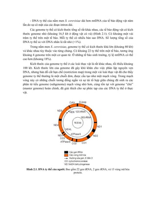 - DNA ty thể của nấm men S. cerevisiae dài hơn mtDNA của tế bào động vật năm
lần do sự có mặt của các đoạn intron dài.
Các genome ty thể có kích thước tổng số rất khác nhau, các tế bào động vật có kích
thước genome nhỏ (khoảng 16,5 kb ở động vật có vú) (Hình 2.1). Có khoảng một vài
trăm ty thể trên một tế bào. Mỗi ty thể có nhiều bản sao DNA. Số lượng tổng số của
DNA ty thể so với DNA nhân là rất nhỏ (<1%).
Trong nấm men S. cerevisiae, genome ty thể có kích thước khá lớn (khoảng 80 kb)
và khác nhau tùy thuộc vào từng chủng. Có khoảng 22 ty thể trên một tế bào, tương ứng
khoảng 4 genome trên một cơ quan tử. Ở những tế bào sinh trưởng, tỷ lệ mtDNA có thể
cao hơn (khoảng 18%).
Kích thước của genome ty thể ở các loài thực vật là rất khác nhau, tối thiểu khoảng
100 kb. Kích thước lớn của genome đã gây khó khăn cho việc phân lập nguyên vẹn
DNA, nhưng bản đồ cắt hạn chế (restriction map) trong một vài loài thực vật đã cho thấy
genome ty thể thường là một chuỗi đơn, được cấu tạo như một mạch vòng. Trong mạch
vòng này có những chuỗi tương đồng ngắn và sự tái tổ hợp giữa chúng đã sinh ra các
phân tử tiểu genome (subgenome) mạch vòng nhỏ hơn, cùng tồn tại với genome “chủ”
(master genome) hoàn chỉnh, đã giải thích cho sự phức tạp của các DNA ty thể ở thực
vật.
Hình 2.1. DNA ty thể của người. Bao gồm 22 gen tRNA, 2 gen rRNA, và 13 vùng mã hóa
protein.
 