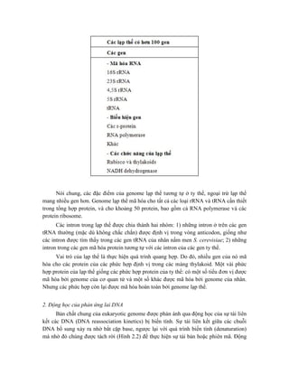 Nói chung, các đặc điểm của genome lạp thể tương tự ở ty thể, ngoại trừ lạp thể
mang nhiều gen hơn. Genome lạp thể mã hóa cho tất cả các loại rRNA và tRNA cần thiết
trong tổng hợp protein, và cho khoảng 50 protein, bao gồm cả RNA polymerase và các
protein ribosome.
Các intron trong lạp thể được chia thành hai nhóm: 1) những intron ở trên các gen
tRNA thường (mặc dù không chắc chắn) được định vị trong vòng anticodon, giống như
các intron được tìm thấy trong các gen tRNA của nhân nấm men S. cerevisiae; 2) những
intron trong các gen mã hóa protein tương tự với các intron của các gen ty thể.
Vai trò của lạp thể là thực hiện quá trình quang hợp. Do đó, nhiều gen của nó mã
hóa cho các protein của các phức hợp định vị trong các màng thylakoid. Một vài phức
hợp protein của lạp thể giống các phức hợp protein của ty thể: có một số tiểu đơn vị được
mã hóa bởi genome của cơ quan tử và một số khác được mã hóa bởi genome của nhân.
Nhưng các phức hợp còn lại được mã hóa hoàn toàn bởi genome lạp thể.
2. Động học của phản ứng lai DNA
Bản chất chung của eukaryotic genome được phản ánh qua động học của sự tái liên
kết các DNA (DNA reassociation kinetics) bị biến tính. Sự tái liên kết giữa các chuỗi
DNA bổ sung xảy ra nhờ bắt cặp base, ngược lại với quá trình biến tính (denaturation)
mà nhờ đó chúng được tách rời (Hình 2.2) để thực hiện sự tái bản hoặc phiên mã. Động
 