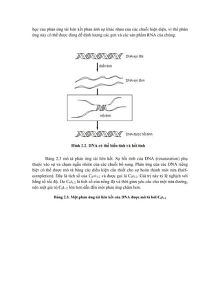 học của phản ứng tái liên kết phản ánh sự khác nhau của các chuỗi hiện diện, vì thế phản
ứng này có thể được dùng để định lượng các gen và các sản phẩm RNA của chúng.
Bảng 2.3 mô tả phản ứng tái liên kết. Sự hồi tính của DNA (renaturation) phụ
thuộc vào sự va chạm ngẫu nhiên của các chuỗi bổ sung. Phản ứng của các DNA riêng
biệt có thể được mô tả bằng các điều kiện cần thiết cho sự hoàn thành một nửa (half-
completion). Đây là tích số của C0t1/2 và được gọi là C0t1/2. Giá trị này tỷ lệ nghịch với
hằng số tốc độ. Do C0t1/2 là tích số của nồng độ và thời gian yêu cầu cho một nửa đường,
nên một giá trị C0t1/2 lớn hơn dẫn đến một phản ứng chậm hơn.
Bảng 2.3. Một phản ứng tái liên kết của DNA được mô tả bởi C0t1/2
 