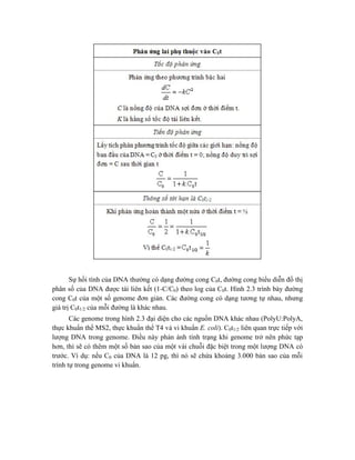 Sự hồi tính của DNA thường có dạng đường cong C0t, đường cong biểu diễn đồ thị
phân số của DNA được tái liên kết (1-C/C0) theo log của C0t. Hình 2.3 trình bày đường
cong C0t của một số genome đơn giản. Các đường cong có dạng tương tự nhau, nhưng
giá trị C0t1/2 của mỗi đường là khác nhau.
Các genome trong hình 2.3 đại diện cho các nguồn DNA khác nhau (PolyU:PolyA,
thực khuẩn thể MS2, thực khuẩn thể T4 và vi khuẩn E. coli). C0t1/2 liên quan trực tiếp với
lượng DNA trong genome. Điều này phản ánh tình trạng khi genome trở nên phức tạp
hơn, thì sẽ có thêm một số bản sao của một vài chuỗi đặc biệt trong một lượng DNA có
trước. Ví dụ: nếu C0 của DNA là 12 pg, thì nó sẽ chứa khoảng 3.000 bản sao của mỗi
trình tự trong genome vi khuẩn.
 