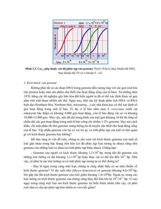 Hình 2.3. C0t1/2 phụ thuộc vào độ phức tạp của genome. PolyU:PolyA, thực khuẩn thể MS2,
thực khuẩn thể T4 và vi khuẩn E. coli.
3. Kích thước của genome
Không phải tất cả các đoạn DNA trong genome đều tương ứng với các gen (mã hóa
cho protein hoặc một sản phẩm cần thiết cho hoạt động sống của tế bào). Từ những năm
1970, bằng các thí nghiệm gây bão hòa đột biến người ta đã có thể xác định được số gen
nằm trên một đoạn nhiễm sắc thể. Ngày nay, nhờ các kỹ thuật phân tích DNA và RNA
hiện đại (Southern blot, Northern blot, microarray...) các nhà khoa học có thể xác định số
gen hoạt động trong một tế bào. Ví dụ: ở tế bào nấm men S. cerevisiae (sinh vật
eukaryote bậc thấp) có khoảng 4.000 gen hoạt động, còn tế bào động vật có vú khoảng
10.000-15.000 gen. Như vậy, nếu độ dài trung bình của một gen khoảng 10 kb thì tổng số
chiều dài các gen hoạt động trong một tế bào cũng chỉ chiếm 1-2% genome. Hay nói cách
khác, chỉ một phần rất nhỏ genome mang thông tin di truyền cần thiết cho hoạt động sống
của tế bào. Vậy phần genome còn lại có vai trò gì, và tính phức tạp của loài có liên quan
gì với kích thước genome hay không?
Để làm sáng tỏ vấn đề trên, chúng ta cần xem xét kích thước genome của một số
loài gần nhau trong bậc thang tiến hóa (có độ phức tạp loài tương tự nhau) cũng như
genome của những loài xa nhau (có tính phức tạp khác nhau). Chẳng hạn:
- Genome của người có kích thước khoảng 3,3109
bp, trong khi đó genome của
những loài lưỡng cư dài khoảng 3,1109
bp hoặc thực vật có thể lên đến 1011
bp. Như
vậy, có phải là các loài lưỡng cư có tính phức tạp tương tự cơ thể chúng ta?
- Hay là ngay trong cùng một loại, chúng ta cũng nhận thấy có sự mâu thuẫn về
kích thước genome? Ví dụ: ruồi nhà (Musca domestica) có genome khoảng 8,6108
bp,
lớn gấp sáu lần kích thước genome của ruồi giấm khoảng 1,4108
bp. Ngoài ra, trong các
loài lưỡng cư kích thước genome của chúng cũng thay đổi khá lớn từ 109
-1011
bp. Vì sao
ngay trong cùng một loại mà kích thước genome lại biến thiên nhiều như vậy, có phải
ruồi nhà có cấu tạo phức tạp hơn nhiều so với ruồi giấm?
 