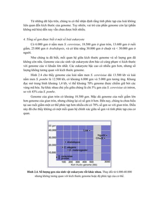 Từ những dữ liệu trên, chúng ta có thể nhận định rằng tính phức tạp của loài không
liên quan đến kích thước của genome. Tuy nhiên, vai trò của phần genome còn lại (phần
không mã hóa) đến nay vẫn chưa được biết nhiều.
4. Tổng số gen được biết ở một số loài eukaryote
Có 6.000 gen ở nấm men S. cerevisiae, 18.500 gen ở giun tròn, 13.600 gen ở ruồi
giấm, 25.000 gen ở Arabidopsis, và có khả năng 30.000 gen ở chuột và < 30.000 gen ở
người.
Như chúng ta đã biết, mối quan hệ giữa kích thước genome và số lượng gen đã
không còn nữa. Genome của các sinh vật eukaryote đơn bào có cùng phạm vi kích thước
với genome của vi khuẩn lớn nhất. Các eukaryote bậc cao có nhiều gen hơn, nhưng số
lượng không tương quan với kích thước genome.
Hình 2.4 cho thấy genome của loài nấm men S. cerevisiae dài 13.500 kb và loài
nấm men S. pombe là 12.500 kb, có khoảng 6.000 gen và 5.000 gen tương ứng. Khung
đọc mở trung bình khoảng 1,4 kb, vì thế khoảng 70% genome được chiếm giữ bởi các
vùng mã hóa. Sự khác nhau chủ yếu giữa chúng là chỉ 5% gen của S. cerevisiae có intron,
so với 43% của S. pombe.
Genome của giun tròn có khoảng 18.500 gen. Mặc dù genome của ruồi giấm lớn
hơn genome của giun tròn, nhưng chúng lại có số gen ít hơn. Đến nay, chúng ta chưa hiểu
tại sao ruồi giấm-một cơ thể phức tạp hơn nhiều-chỉ có 70% số gen so với giun tròn. Điều
này đã cho thấy không có một mối quan hệ chính xác giữa số gen và tính phức tạp của cơ
quan.
Hình 2.4. Số lượng gen của sinh vật eukaryote rất khác nhau. Thay đổi từ 6.000-40.000
nhưng không tương quan với kích thước genome hoặc độ phức tạp của cơ thể.
 