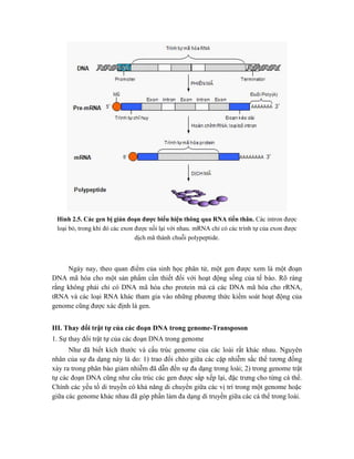 Hình 2.5. Các gen bị gián đoạn được biểu hiện thông qua RNA tiền thân. Các intron được
loại bỏ, trong khi đó các exon được nối lại với nhau. mRNA chỉ có các trình tự của exon được
dịch mã thành chuỗi polypeptide.
Ngày nay, theo quan điểm của sinh học phân tử, một gen được xem là một đoạn
DNA mã hóa cho một sản phẩm cần thiết đối với hoạt động sống của tế bào. Rõ ràng
rằng không phải chỉ có DNA mã hóa cho protein mà cả các DNA mã hóa cho rRNA,
tRNA và các loại RNA khác tham gia vào những phương thức kiểm soát hoạt động của
genome cũng được xác định là gen.
III. Thay đổi trật tự của các đoạn DNA trong genome-Transposon
1. Sự thay đổi trật tự của các đoạn DNA trong genome
Như đã biết kích thước và cấu trúc genome của các loài rất khác nhau. Nguyên
nhân của sự đa dạng này là do: 1) trao đổi chéo giữa các cặp nhiễm sắc thể tương đồng
xảy ra trong phân bào giảm nhiễm đã dẫn đến sự đa dạng trong loài; 2) trong genome trật
tự các đoạn DNA cũng như cấu trúc các gen được sắp xếp lại, đặc trưng cho từng cá thể.
Chính các yếu tố di truyền có khả năng di chuyển giữa các vị trí trong một genome hoặc
giữa các genome khác nhau đã góp phần làm đa dạng di truyền giữa các cá thể trong loài.
 