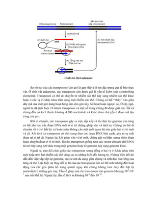 Hình 2.6. Retroelement
Sự tồn tại của các transposon (còn gọi là gen nhảy) là nét đặc trưng của tế bào thực
vật. Ở sinh vật eukaryote, các transposon còn được gọi là yếu tố kiểm soát (controlling
elements). Transposon có thể di chuyển từ nhiễm sắc thể này sang nhiễm sắc thể khác
hoặc ở các vị trí khác nhau trên cùng một nhiễm sắc thể. Chúng có thể “nhảy” vào giữa
dãy mã của một gen đang hoạt động làm cho gen này bất hoạt hoặc ngược lại. Ở cây ngô,
người ta đã phát hiện 10 nhóm transposon và một số trong chúng đã được giải mã. Tất cả
chúng đều có kích thước khoảng 4.200 nucleotide và khác nhau chủ yếu ở đoạn mã tận
cùng của gen.
Khi di chuyển, các transposon gây ra việc sắp xếp và tổ chức lại genome của từng
cá thể như tạo các đoạn DNA mới ở vị trí chúng ghép vào và tách ra. Chúng có thể di
chuyển tới vị trí bất kỳ và hoàn toàn không cần một mối quan hệ nào giữa hai vị trí mới
và cũ. Khi tách ra transposon có thể mang theo các đoạn DNA bên cạnh, gây ra sự mất
đoạn tại vị trí cũ. Ngược lại, khi ghép vào vị trí mới, chúng gây ra hiện tượng thêm đoạn
hoặc chuyển đoạn ở vị trí mới. Do đó, transposon giống như các vector chuyên chở DNA
từ nơi này sang nơi khác trong một genome hoặc từ genome này sang genome khác.
Ngoài ra, trao đổi chéo giữa các transposon tương đồng ở hai vị trí khác nhau trên
một hoặc trên hai nhiễm sắc thể cũng tạo ra những biến đổi tương tự. Những biến đổi đó
dẫn đến việc sắp xếp lại genome, tạo ra tính đa dạng giữa chúng và tính đặc thù riêng của
từng cá thể. Đặc biệt, sự thay đổi vị trí của các transposon còn có thể ảnh hưởng đến hoạt
động của các gen phân bố xung quanh ngay khi chúng không làm thay đổi trật tự
nucleotide ở những gen này. Tần số ghép của các transposon vào genome khoảng 10-5
-10-
7
sau mỗi thế hệ. Ngược lại, tần số tách ra khoảng 10-6
đến 10-10
.
 