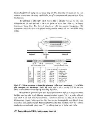 lần di chuyển thì số lượng bản sao được tăng lên. Quá trình này liên quan đến hai loại
enzyme: transposase (tác động vào hai đầu bản gốc transposon) và resolvase (tác động
lên bản sao).
- Cơ chế tách ra khỏi vị trí cũ di chuyển đến vị trí mới. Theo cơ chế này, một
transposon có thể tách ra khỏi vị trí cũ và ghép vào vị trí mới. Như vậy, số lượng
transposon không thay đổi. Kiểu di chuyển này chỉ cần enzyme transposase. Khi
transposon chuyển đi, vị trí cũ bị gãy và nó được nối lại nhờ cơ chế sửa chữa DNA trong
tế bào.
Hình 2.7. Một transposon có đoạn lặp lại ngược chiều gồm 9 nucleotide (123456789)
gắn vào vị trí có 5 nucleotide (ATGCA). Đoạn ngắn ATGCA có mặt ở cả hai đầu của
IS và có trình tự nucleotide sắp xếp theo cùng một chiều.
Khi transposon ghép vào vị trí mới, một đoạn nucleotide ngắn ở đó được sao thành
hai bản, mỗi bản nằm ở một đầu của transposon (direct repeat). Tại vị trí nhận, mỗi sợi
đơn DNA bị cắt lệch nhau vài nucleotide. Transposon nối vào các đầu cắt, tạo ra hai
khoảng trống (gaps). Chúng được sửa chữa theo nguyên tắc tạo cặp bổ sung. Do đó, đoạn
nucleotide nằm giữa hai vết cắt được sao chép thành hai bản, mỗi bản ở một đầu và trình
tự sắp xếp các nucleotide giống nhau. Vì vậy, chúng được gọi là lặp lại xuôi chiều.
IV. Tương tác của T-DNA với genome thực vật
 