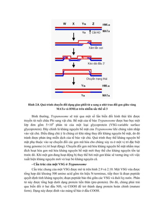 Hình 2.8. Quá trình chuyển đổi dạng giao phối từ a sang α nhờ trao đổi gen giữa vùng
MATa và HMLα trên nhiễm sắc thể số 3
Bình thường, Trypanosome sẽ trải qua một số lần biến đổi hình thái khi được
truyền từ ruồi châu Phi sang vật chủ. Bề mặt của tế bào Trypanosome được bao bọc một
lớp đơn gồm 5×106
phân tử của một loại glycoprotein (VSG-variable surface
glycoprotein). Đây chính là kháng nguyên bề mặt của Trypanosome khi chúng xâm nhập
vào vật chủ. Điều đáng chú ý là chúng có khả năng thay đổi kháng nguyên bề mặt, do đó
tránh được phản ứng miễn dịch của tế bào vật chủ. Quá trình thay thế kháng nguyên bề
mặt phụ thuộc vào sự chuyển đổi các gen mã hóa cho chúng xảy ra ở một vị trí đặc biệt
trong genome (vị trí hoạt động). Chuyển đổi gen mã hóa kháng nguyên bề mặt nhằm mục
đích hoạt hóa gen mã hóa kháng nguyên bề mặt mới thay thế cho kháng nguyên tồn tại
trước đó. Khi một gen đang hoạt động bị thay thế bởi một gen khác sẽ tương ứng với việc
xuất hiện kháng nguyên mới và loại bỏ kháng nguyên cũ.
- Cấu trúc của một VSG ở Trypanosome
Cấu trúc chung của một VSG được mô tả trên hình 2.9 và 2.10. Một VSG vừa được
tổng hợp dài khoảng 500 amino acid gồm tín hiệu N-terminus, tiếp theo là đoạn peptide
quyết định tính kháng nguyên; đoạn peptide bảo thủ giữa các VSG và đuôi kỵ nước. Phân
tử này được tổng hợp dưới dạng protein tiền thân (pre-protein). Do đó, chúng phải trải
qua biến đổi ở hai đầu NH2 và COOH để trở thành dạng protein hoàn chỉnh (mature
form). Dạng này được đính vào màng tế bào ở đầu COOH.
 