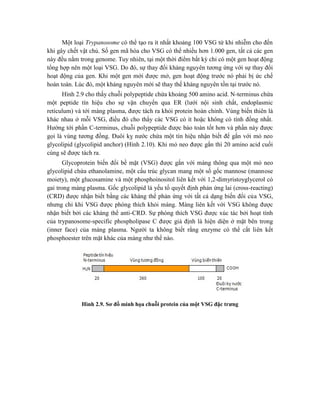 Một loại Trypanosome có thể tạo ra ít nhất khoảng 100 VSG từ khi nhiễm cho đến
khi gây chết vật chủ. Số gen mã hóa cho VSG có thể nhiều hơn 1.000 gen, tất cả các gen
này đều nằm trong genome. Tuy nhiên, tại một thời điểm bất kỳ chỉ có một gen hoạt động
tổng hợp nên một loại VSG. Do đó, sự thay đổi kháng nguyên tương ứng với sự thay đổi
hoạt động của gen. Khi một gen mới được mở, gen hoạt động trước nó phải bị ức chế
hoàn toàn. Lúc đó, một kháng nguyên mới sẽ thay thế kháng nguyên tồn tại trước nó.
Hình 2.9 cho thấy chuỗi polypeptide chứa khoảng 500 amino acid. N-terminus chứa
một peptide tín hiệu cho sự vận chuyển qua ER (lưới nội sinh chất, endoplasmic
reticulum) và tới màng plasma, được tách ra khỏi protein hoàn chỉnh. Vùng biến thiên là
khác nhau ở mỗi VSG, điều đó cho thấy các VSG có ít hoặc không có tính đồng nhất.
Hướng tới phần C-terminus, chuỗi polypeptide được bảo toàn tốt hơn và phần này được
gọi là vùng tương đồng. Đuôi kỵ nước chứa một tín hiệu nhận biết để gắn với mỏ neo
glycolipid (glycolipid anchor) (Hình 2.10). Khi mỏ neo được gắn thì 20 amino acid cuối
cùng sẽ được tách ra.
Glycoprotein biến đổi bề mặt (VSG) được gắn với màng thông qua một mỏ neo
glycolipid chứa ethanolamine, một cấu trúc glycan mang một số gốc mannose (mannose
moiety), một glucosamine và một phosphoinositol liên kết với 1,2-dimyristoyglycerol có
gai trong màng plasma. Gốc glycolipid là yếu tố quyết định phản ứng lai (cross-reacting)
(CRD) được nhận biết bằng các kháng thể phản ứng với tất cả dạng biến đổi của VSG,
nhưng chỉ khi VSG được phóng thích khỏi màng. Màng liên kết với VSG không được
nhận biết bởi các kháng thể anti-CRD. Sự phóng thích VSG được xúc tác bởi hoạt tính
của trypanosome-specific phospholipase C được giả định là hiện diện ở mặt bên trong
(inner face) của màng plasma. Người ta không biết rằng enzyme có thể cắt liên kết
phosphoester trên mặt khác của màng như thế nào.
Hình 2.9. Sơ đồ minh họa chuỗi protein của một VSG đặc trưng
 