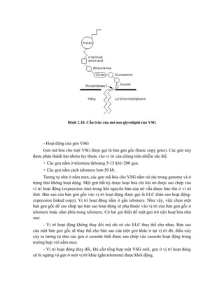 Hình 2.10. Cấu trúc của mỏ neo glycolipid của VSG
- Hoạt động của gen VSG
Gen mã hóa cho một VSG được gọi là bản gen gốc (basic copy gene). Các gen này
được phân thành hai nhóm tùy thuộc vào vị trí của chúng trên nhiễm sắc thể.
+ Các gen nằm ở telomere (khoảng 5-15 kb)>200 gen.
+ Các gen nằm cách telomere hơn 50 kb.
Tương tự như ở nấm men, các gen mã hóa cho VSG nằm rải rác trong genome và ở
trạng thái không hoạt động. Một gen bất kỳ được hoạt hóa chỉ khi nó được sao chép vào
vị trí hoạt động (expression site) trong khi nguyên bản của nó vẫn được bảo tồn ở vị trí
tĩnh. Bản sao của bản gen gốc vào vị trí hoạt động được gọi là ELC (bản sao hoạt động-
expression linked copy). Vị trí hoạt động nằm ở gần telomere. Như vậy, việc chọn một
bản gen gốc để sao chép tạo bản sao hoạt động sẽ phụ thuộc vào vị trí của bản gen gốc ở
telomere hoặc nằm phía trong telomere. Có hai giả thiết để một gen trở nên hoạt hóa như
sau:
- Vị trí hoạt động không thay đổi mà chỉ có các ELC thay thế cho nhau. Bản sao
của một bản gen gốc sẽ thay thế cho bản sao của một gen khác ở tại vị trí đó, điều này
xảy ra tương tự như các gen ở cassette tĩnh được sao chép vào cassette hoạt động trong
trường hợp với nấm men.
- Vị trí hoạt động thay đổi, khi cần tổng hợp một VSG mới, gen ở vị trí hoạt động
cũ bị ngừng và gen ở một vị trí khác (gần telomere) được khởi động.
 