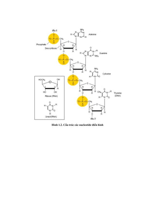 Hình 1.2. Cấu trúc các nucleotide điển hình
 