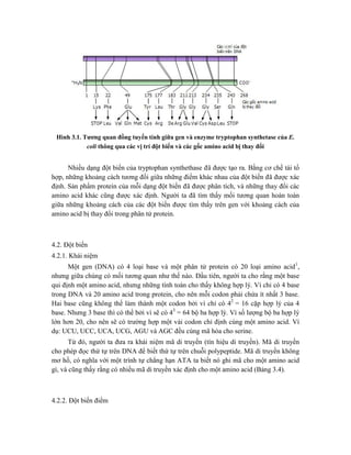 Hình 3.1. Tương quan đồng tuyến tính giữa gen và enzyme tryptophan synthetase của E.
coli thông qua các vị trí đột biến và các gốc amino acid bị thay đổi
Nhiều dạng đột biến của tryptophan synthethase đã được tạo ra. Bằng cơ chế tái tổ
hợp, những khoảng cách tương đối giữa những điểm khác nhau của đột biến đã được xác
định. Sản phẩm protein của mỗi dạng đột biến đã được phân tích, và những thay đổi các
amino acid khác cũng được xác định. Người ta đã tìm thấy mối tương quan hoàn toàn
giữa những khoảng cách của các đột biến được tìm thấy trên gen với khoảng cách của
amino acid bị thay đổi trong phân tử protein.
4.2. Đột biến
4.2.1. Khái niệm
Một gen (DNA) có 4 loại base và một phân tử protein có 20 loại amino acid1
,
nhưng giữa chúng có mối tương quan như thế nào. Đầu tiên, người ta cho rằng một base
qui định một amino acid, nhưng những tính toán cho thấy không hợp lý. Vì chỉ có 4 base
trong DNA và 20 amino acid trong protein, cho nên mỗi codon phải chứa ít nhất 3 base.
Hai base cũng không thể làm thành một codon bởi vì chỉ có 42
= 16 cặp hợp lý của 4
base. Nhưng 3 base thì có thể bởi vì sẽ có 43
= 64 bộ ba hợp lý. Vì số lượng bộ ba hợp lý
lớn hơn 20, cho nên sẽ có trường hợp một vài codon chỉ định cùng một amino acid. Ví
dụ: UCU, UCC, UCA, UCG, AGU và AGC đều cùng mã hóa cho serine.
Từ đó, người ta đưa ra khái niệm mã di truyền (tín hiệu di truyền). Mã di truyền
cho phép đọc thứ tự trên DNA để biết thứ tự trên chuỗi polypeptide. Mã di truyền không
mơ hồ, có nghĩa với một trình tự chẳng hạn ATA ta biết nó ghi mã cho một amino acid
gì, và cũng thấy rằng có nhiều mã di truyền xác định cho một amino acid (Bảng 3.4).
4.2.2. Đột biến điểm
 