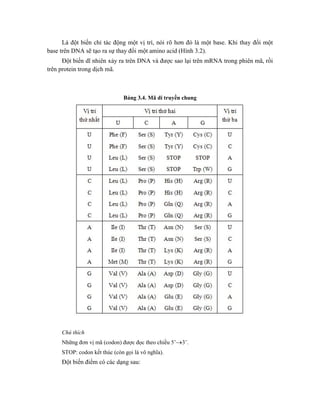 Là đột biến chỉ tác động một vị trí, nói rõ hơn đó là một base. Khi thay đổi một
base trên DNA sẽ tạo ra sự thay đổi một amino acid (Hình 3.2).
Đột biến dĩ nhiên xảy ra trên DNA và được sao lại trên mRNA trong phiên mã, rồi
trên protein trong dịch mã.
Bảng 3.4. Mã di truyền chung
Chú thích
Những đơn vị mã (codon) được đọc theo chiều 5’3’.
STOP: codon kết thúc (còn gọi là vô nghĩa).
Đột biến điểm có các dạng sau:
 