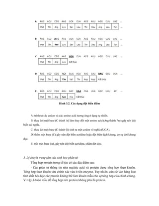 Hình 3.2. Các dạng đột biến điểm
A: trình tự các codon và các amino acid tương ứng ở dạng tự nhiên.
B: thay đổi một base (C thành A) làm thay đổi một amino acid (Arg thành Pro) gây nên đột
biến sai nghĩa.
C: thay đổi một base (C thành G) sinh ra một codon vô nghĩa (UGA).
D: thêm một base (C) gây nên đột biến acridine hoặc đột biến dịch khung, có sự dời khung
đọc.
E: mất một base (A), gây nên đột biến acridine, chấm dứt đọc.
5. Lý thuyết trung tâm của sinh học phân tử
Tổng hợp protein trong tế bào có các đặc điểm sau:
- Các phân tử thông tin như nucleic acid và protein được tổng hợp theo khuôn.
Tổng hợp theo khuôn vừa chính xác vừa ít tốn enzyme. Tuy nhiên, căn cứ vào hàng loạt
tính chất hóa học các protein không thể làm khuôn mẫu cho sự tổng hợp của chính chúng.
Vì vậy, khuôn mẫu để tổng hợp nên protein không phải là protein.
 