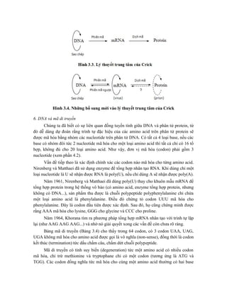 Hình 3.4. Những bổ sung mới vào lý thuyết trung tâm của Crick
6. DNA và mã di truyền
Chúng ta đã biết có sự liên quan đồng tuyến tính giữa DNA và phân tử protein, từ
đó dễ dàng dự đoán rằng trình tự đặc hiệu của các amino acid trên phân tử protein sẽ
được mã hóa bằng nhóm các nucleotide trên phân tử DNA. Có tất cả 4 loại base, nếu các
base có nhóm đôi tức 2 nucleotide mã hóa cho một loại amino acid thì tất cả chỉ có 16 tổ
hợp, không đủ cho 20 loại amino acid. Như vậy, đơn vị mã hóa (codon) phải gồm 3
nucleotide (xem phần 4.2).
Vấn đề tiếp theo là xác định chính xác các codon nào mã hóa cho từng amino acid.
Nirenberg và Matthaei đã sử dụng enzyme để tổng hợp nhân tạo RNA. Khi dùng chỉ một
loại nucleotide là U sẽ nhận được RNA là poly(U), nếu chỉ dùng A sẽ nhận được poly(A).
Năm 1961, Nirenberg và Matthaei đã dùng poly(U) thay cho khuôn mẫu mRNA để
tổng hợp protein trong hệ thống vô bào (có amino acid, enzyme tổng hợp protein, nhưng
không có DNA...), sản phẩm thu được là chuỗi polypeptide polyphenylalanine chỉ chứa
một loại amino acid là phenylalanine. Điều đó chứng tỏ codon UUU mã hóa cho
phenylalanine. Đây là codon đầu tiên được xác định. Sau đó, họ cũng chứng minh được
rằng AAA mã hóa cho lysine, GGG cho glycine và CCC cho proline.
Năm 1964, Khorana tìm ra phương pháp tổng hợp mRNA nhân tạo với trình tự lặp
lại (như AAG AAG AAG...) và nhờ nó giải quyết xong các vấn đề còn chưa rõ ràng.
Bảng mã di truyền (Bảng 3.4) cho thấy trong 64 codon, có 3 codon UAA, UAG,
UGA không mã hóa cho amino acid được gọi là vô nghĩa (non-sense), đồng thời là codon
kết thúc (termination) tức dấu chấm câu, chấm dứt chuỗi polypeptide.
Mã di truyền có tính suy biến (degeneration) tức một amino acid có nhiều codon
mã hóa, chỉ trừ methionine và tryptophane chỉ có một codon (tương ứng là ATG và
TGG). Các codon đồng nghĩa tức mã hóa cho cùng một amino acid thường có hai base
 