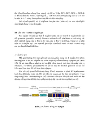 đầu tiên giống nhau, nhưng khác nhau ở cái thứ ba. Ví dụ: CCU, CCC, CCA và CCG tất
cả đều mã hóa cho proline. Trên thực tế, U và C luôn luôn tương đương nhau ở vị trí thứ
ba, còn A và G tương đương nhau trong 14 trên 16 trường hợp.
Trừ một số ngoại lệ, mã di truyền có tính phổ biến (universal) tức toàn bộ thế giới
sinh vật có chung bộ mã di truyền.
III. Cấu trúc và chức năng của gen
Khi nghiên cứu các quy luật di truyền Mendel và học thuyết di truyền nhiễm sắc
thể, gen được quan niệm như một điểm trên nhiễm sắc thể, vừa là đơn vị chức năng xác
định một tính trạng, vừa là đơn vị đột biến, vừa là đơn vị tái tổ hợp. Cùng với sự phát
triển của di truyền học, khái niệm về gen được cụ thể hóa thêm, cấu trúc và chức năng
của gen được hiểu chi tiết hơn.
1. Cấu trúc gen
Một gen thường được xem gồm có hai phần, phần mang mã di truyền được phiên
mã sang phân tử mRNA và phần DNA làm nhiệm vụ điều khiển hoạt động của gen (Hình
3.5). Cả hai phần đều có cấu trúc cơ bản khá giống nhau ở mọi sinh vật prokaryote và
eukaryote. Tuy nhiên, gen eukaryote còn có cấu trúc đặc thù liên quan đến các cơ chế
kiểm soát khác nhau đối với hoạt động của gen.
Cấu trúc một gen điển hình nói chung đều có promoter, vị trí để RNA polymerase
hoạt động khởi đầu phiên mã. Đôi khi nằm rất xa gen, có thể thấy các enhancer (vùng
tăng cường) hoặc silencer (vùng ức chế) có vai trò liên quan đến quá trình phiên mã. Độ
dài của một gen thay đổi tùy theo số lượng và độ dài của các intron chứa trong nó.
Hình 3.5. Cấu trúc chung của một gen
 