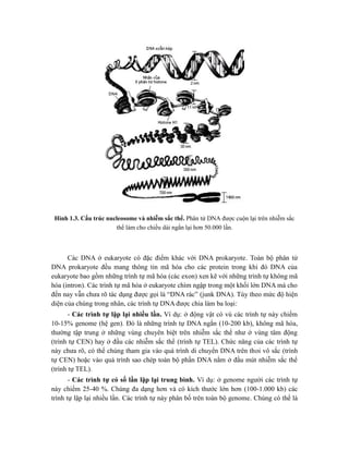 Hình 1.3. Cấu trúc nucleosome và nhiễm sắc thể. Phân tử DNA được cuộn lại trên nhiễm sắc
thể làm cho chiều dài ngắn lại hơn 50.000 lần.
Các DNA ở eukaryote có đặc điểm khác với DNA prokaryote. Toàn bộ phân tử
DNA prokaryote đều mang thông tin mã hóa cho các protein trong khi đó DNA của
eukaryote bao gồm những trình tự mã hóa (các exon) xen kẽ với những trình tự không mã
hóa (intron). Các trình tự mã hóa ở eukaryote chìm ngập trong một khối lớn DNA mà cho
đến nay vẫn chưa rõ tác dụng được gọi là “DNA rác” (junk DNA). Tùy theo mức độ hiện
diện của chúng trong nhân, các trình tự DNA được chia làm ba loại:
- Các trình tự lặp lại nhiều lần. Ví dụ: ở động vật có vú các trình tự này chiếm
10-15% genome (hệ gen). Đó là những trình tự DNA ngắn (10-200 kb), không mã hóa,
thường tập trung ở những vùng chuyên biệt trên nhiễm sắc thể như ở vùng tâm động
(trình tự CEN) hay ở đầu các nhiễm sắc thể (trình tự TEL). Chức năng của các trình tự
này chưa rõ, có thể chúng tham gia vào quá trình di chuyển DNA trên thoi vô sắc (trình
tự CEN) hoặc vào quá trình sao chép toàn bộ phần DNA nằm ở đầu mút nhiễm sắc thể
(trình tự TEL).
- Các trình tự có số lần lặp lại trung bình. Ví dụ: ở genome người các trình tự
này chiếm 25-40 %. Chúng đa dạng hơn và có kích thước lớn hơn (100-1.000 kb) các
trình tự lặp lại nhiều lần. Các trình tự này phân bố trên toàn bộ genome. Chúng có thể là
 