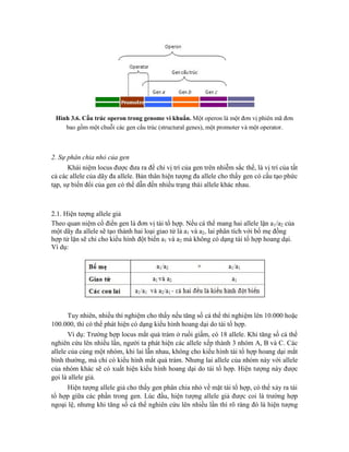 Hình 3.6. Cấu trúc operon trong genome vi khuẩn. Một operon là một đơn vị phiên mã đơn
bao gồm một chuỗi các gen cấu trúc (structural genes), một promoter và một operator.
2. Sự phân chia nhỏ của gen
Khái niệm locus được đưa ra để chỉ vị trí của gen trên nhiễm sắc thể, là vị trí của tất
cả các allele của dãy đa allele. Bản thân hiện tượng đa allele cho thấy gen có cấu tạo phức
tạp, sự biến đổi của gen có thể dẫn đến nhiều trạng thái allele khác nhau.
2.1. Hiện tượng allele giả
Theo quan niệm cổ điển gen là đơn vị tái tổ hợp. Nếu cá thể mang hai allele lặn a1/a2 của
một dãy đa allele sẽ tạo thành hai loại giao tử là a1 và a2, lai phân tích với bố mẹ đồng
hợp tử lặn sẽ chỉ cho kiểu hình đột biến a1 và a2 mà không có dạng tái tổ hợp hoang dại.
Ví dụ:
Tuy nhiên, nhiều thí nghiệm cho thấy nếu tăng số cá thể thí nghiệm lên 10.000 hoặc
100.000, thì có thể phát hiện có dạng kiểu hình hoang dại do tái tổ hợp.
Ví dụ: Trường hợp locus mắt quả trám ở ruồi giấm, có 18 allele. Khi tăng số cá thể
nghiên cứu lên nhiều lần, người ta phát hiện các allele xếp thành 3 nhóm A, B và C. Các
allele của cùng một nhóm, khi lai lẫn nhau, không cho kiểu hình tái tổ hợp hoang dại mắt
bình thường, mà chỉ có kiểu hình mắt quả trám. Nhưng lai allele của nhóm này với allele
của nhóm khác sẽ có xuất hiện kiểu hình hoang dại do tái tổ hợp. Hiện tượng này được
gọi là allele giả.
Hiện tượng allele giả cho thấy gen phân chia nhỏ về mặt tái tổ hợp, có thể xảy ra tái
tổ hợp giữa các phần trong gen. Lúc đầu, hiện tượng allele giả được coi là trường hợp
ngoại lệ, nhưng khi tăng số cá thể nghiên cứu lên nhiều lần thì rõ ràng đó là hiện tượng
 