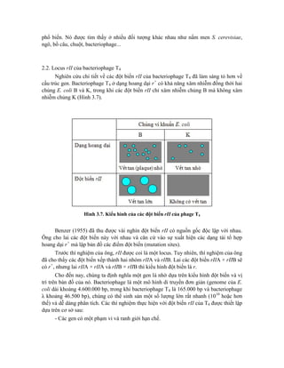 phổ biến. Nó được tìm thấy ở nhiều đối tượng khác nhau như nấm men S. cerevisiae,
ngô, bồ câu, chuột, bacteriophage...
2.2. Locus rII của bacteriophage T4
Nghiên cứu chi tiết về các đột biến rII của bacteriophage T4 đã làm sáng tỏ hơn về
cấu trúc gen. Bacteriophage T4 ở dạng hoang dại r+
có khả năng xâm nhiễm đồng thời hai
chủng E. coli B và K, trong khi các đột biến rII chỉ xâm nhiễm chủng B mà không xâm
nhiễm chủng K (Hình 3.7).
Hình 3.7. Kiểu hình của các đột biến rII của phage T4
Benzer (1955) đã thu được vài nghìn đột biến rII có nguồn gốc độc lập với nhau.
Ông cho lai các đột biến này với nhau và căn cứ vào sự xuất hiện các dạng tái tổ hợp
hoang dại r+
mà lập bản đồ các điểm đột biến (mutation sites).
Trước thí nghiệm của ông, rII được coi là một locus. Tuy nhiên, thí nghiệm của ông
đã cho thấy các đột biến xếp thành hai nhóm rIIA và rIIB. Lai các đột biến rIIA × rIIB sẽ
có r+
, nhưng lai rIIA × rIIA và rIIB × rIIB thì kiểu hình đột biến là r.
Cho đến nay, chúng ta định nghĩa một gen là nhờ dựa trên kiểu hình đột biến và vị
trí trên bản đồ của nó. Bacteriophage là một mô hình di truyền đơn giản (genome của E.
coli dài khoảng 4.600.000 bp, trong khi bacteriophage T4 là 165.000 bp và bacteriophage
λ khoảng 46.500 bp), chúng có thể sinh sản một số lượng lớn rất nhanh (1010
hoặc hơn
thế) và dễ dàng phân tích. Các thí nghiệm thực hiện với đột biến rII của T4 được thiết lập
dựa trên cơ sở sau:
- Các gen có một phạm vi và ranh giới hạn chế.
 