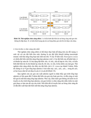 Hình 3.8. Thử nghiệm chức năng allele. I: có kiểu hình đột biến do sai hỏng cùng một gen nên
không bù đắp được. II: có kiểu hình hoang dại do sai hỏng khác gen nên bù trừ được cho nhau.
4. Gen là đơn vị chức năng nhỏ nhất
Thử nghiệm chức năng allele có thể được thực hiện dễ dàng trên các đối tượng vi
sinh vật với các đột biến hóa sinh, thường là các đột biến khuyết dưỡng (auxotroph
mutant: mất khả năng tổng hợp một chất nào đó). Ví dụ: Ở nấm mốc Neurospora crassa
có nhiều đột biến mất khả năng tổng hợp adenine (Ade-
). Các đột biến này dễ phát hiện vì
có khuẩn lạc màu đỏ. Có hai dạng đột biến Adex và Adey, nếu dị hợp tử Adex/Adey có kiểu
hình đột biến tức là cho khuẩn lạc màu đỏ, thì Adex và Adey là hai allele của một gen. Thử
nghiệm chức năng allele cho thấy các đột biến Ade ở N. crassa tạo thành 9 nhóm. Điều
đó chứng tỏ có 9 gen tổng hợp adenine ở loài nấm này: ade1, ade2, ade3... trong đó ade3
có hai locus nằm kề sát nhau là ade3A và ade3B (Hình 3.9).
Qua nghiên cứu các gen sản xuất adenine người ta nhận thấy quá trình tổng hợp
adenine có liên quan đến 9 nhóm đột biến của gen này hoặc gen kia, và đều cùng có một
kết quả là mất khả năng tổng hợp adenine. Như vậy, khái niệm gen không chỉ kiểm tra di
truyền cả chu trình tổng hợp adenine, mà gen là đơn vị chức năng nhỏ nhất, kiểm tra một
giai đoạn cơ bản nào đó của chu trình. Nếu biến đổi di truyền làm sai hỏng chức năng đó
sẽ dẫn đến xuất hiện đột biến mất khả năng tổng hợp adenine.
 
