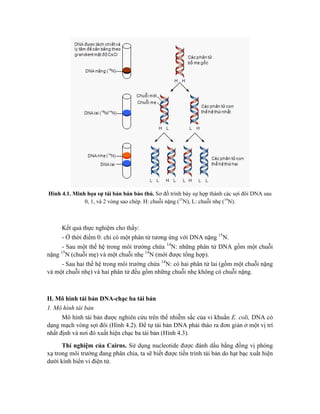 Hình 4.1. Minh họa sự tái bản bán bảo thủ. Sơ đồ trình bày sự hợp thành các sợi đôi DNA sau
0, 1, và 2 vòng sao chép. H: chuỗi nặng (15
N), L: chuỗi nhẹ (14
N).
Kết quả thực nghiệm cho thấy:
- Ở thời điểm 0: chỉ có một phân tử tương ứng với DNA nặng 15
N.
- Sau một thế hệ trong môi trường chứa 14
N: những phân tử DNA gồm một chuỗi
nặng 15
N (chuỗi mẹ) và một chuỗi nhẹ 14
N (mới được tổng hợp).
- Sau hai thế hệ trong môi trường chứa 14
N: có hai phân tử lai (gồm một chuỗi nặng
và một chuỗi nhẹ) và hai phân tử đều gồm những chuỗi nhẹ không có chuỗi nặng.
II. Mô hình tái bản DNA-chạc ba tái bản
1. Mô hình tái bản
Mô hình tái bản được nghiên cứu trên thể nhiễm sắc của vi khuẩn E. coli, DNA có
dạng mạch vòng sợi đôi (Hình 4.2). Để tự tái bản DNA phải tháo ra đơn giản ở một vị trí
nhất định và nơi đó xuất hiện chạc ba tái bản (Hình 4.3).
Thí nghiệm của Cairns. Sử dụng nucleotide được đánh dấu bằng đồng vị phóng
xạ trong môi trường đang phân chia, ta sẽ biết được tiến trình tái bản do hạt bạc xuất hiện
dưới kính hiển vi điện tử.
 