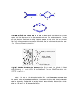 Hình 4.4. Sơ đồ cấu trúc của các chạc ba tái bản. (a): Chạc ba đơn trình bày sợi chủ (leading
strand) được tổng hợp liên tục và sợi thứ (lagging strand) được tổng hợp gián đoạn. (b): Chạc ba
đôi, phổ biến trong hầu hết mọi sự tái bản DNA của genome. (c): Các hướng hình học của sự tái
bản DNA, mũi tên ngắn chỉ sự chuyển động dịch mã của chạc ba, mũi tên dài và cong chỉ sự quay
vòng DNA cần thiết quanh các chạc ba.
Hình 4.5. Hình ảnh dưới kính hiển vi điện tử. Phân tử DNA mạch vòng nhỏ của E. coli có
chiều dài thực tế 0,01 mm (3.000 bp) tái bản bằng kiểu θ. Các đoạn DNA bố mẹ và con được
trình bày trong hình vẽ.
Hình 4.6 so sánh sự khác nhau giữa tái bản DNA không định hướng và tái bản theo
hai hướng. Trong tái bản không định hướng, chỉ có một chạc ba tái bản. Trong khi tái bản
theo hai hướng yêu cầu hai chạc ba tái bản. Mũi tên cong chỉ hướng chuyển động của các
chạc ba. Hầu hết DNA tái bản theo hai hướng.
 