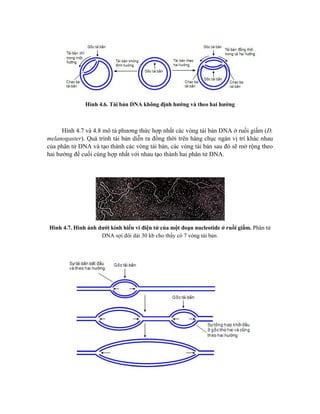 Hình 4.6. Tái bản DNA không định hướng và theo hai hướng
Hình 4.7 và 4.8 mô tả phương thức hợp nhất các vòng tái bản DNA ở ruồi giấm (D.
melanogaster). Quá trình tái bản diễn ra đồng thời trên hàng chục ngàn vị trí khác nhau
của phân tử DNA và tạo thành các vòng tái bản, các vòng tái bản sau đó sẽ mở rộng theo
hai hướng để cuối cùng hợp nhất với nhau tạo thành hai phân tử DNA.
Hình 4.7. Hình ảnh dưới kính hiển vi điện tử của một đoạn nucleotide ở ruồi giấm. Phân tử
DNA sợi đôi dài 30 kb cho thấy có 7 vòng tái bản.
 