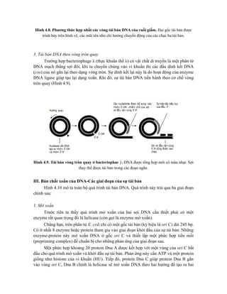 Hình 4.8. Phương thức hợp nhất các vòng tái bản DNA của ruồi giấm. Hai gốc tái bản được
trình bày trên hình vẽ, các mũi tên nhỏ chỉ hướng chuyển động của các chạc ba tái bản.
3. Tái bản DNA theo vòng tròn quay
Trường hợp bacteriophage λ (thực khuẩn thể λ) có vật chất di truyền là một phân tử
DNA mạch thẳng sợi đôi, khi ta chuyển chúng vào vi khuẩn thì các đầu dính kết DNA
(cos) của nó gắn lại theo dạng vòng tròn. Sự dính kết lại này là do hoạt động của enzyme
DNA ligase giúp tạo lại dạng xoắn. Khi đó, sự tái bản DNA tiến hành theo cơ chế vòng
tròn quay (Hình 4.9).
Hình 4.9. Tái bản vòng tròn quay ở bacteriophae . DNA được tổng hợp mới có màu nhạt. Sợi
thay thế được tái bản trong các đoạn ngắn.
III. Bản chất xoắn của DNA-Các giai đoạn của sự tái bản
Hình 4.10 mô tả toàn bộ quá trình tái bản DNA. Quá trình này trải qua ba giai đoạn
chính sau:
1. Mở xoắn
Trước tiên ta thấy quá trình mở xoắn của hai sợi DNA cần thiết phải có một
enzyme rất quan trọng đó là helicase (còn gọi là enzyme mở xoắn).
Chẳng hạn, trên phân tử E. coli chỉ có một gốc tái bản (ký hiệu là ori C) dài 245 bp.
Có ít nhất 8 enzyme hoặc protein tham gia vào giai đoạn khởi đầu của sự tái bản. Những
enzyme-protein này mở xoắn DNA ở gốc ori C và thiết lập một phức hợp tiền mồi
(prepriming complex) để chuẩn bị cho những phản ứng của giai đoạn sau.
Một phức hợp khoảng 20 protein Dna A được kết hợp với một vùng của ori C bắt
đầu cho quá trình mở xoắn và khởi đầu sự tái bản. Phản ứng này cần ATP và một protein
giống như histone của vi khuẩn (HU). Tiếp đó, protein Dna C giúp protein Dna B gắn
vào vùng ori C, Dna B chính là helicase sẽ mở xoắn DNA theo hai hướng để tạo ra hai
 
