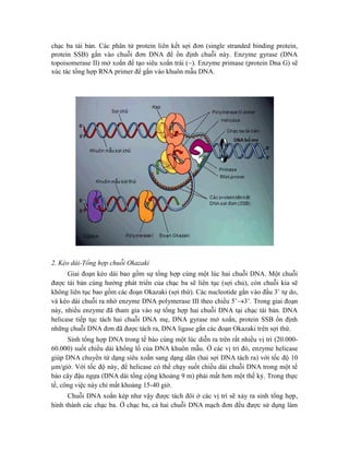 chạc ba tái bản. Các phân tử protein liên kết sợi đơn (single stranded binding protein,
protein SSB) gắn vào chuỗi đơn DNA để ổn định chuỗi này. Enzyme gyrase (DNA
topoisomerase II) mở xoắn để tạo siêu xoắn trái (). Enzyme primase (protein Dna G) sẽ
xúc tác tổng hợp RNA primer để gắn vào khuôn mẫu DNA.
2. Kéo dài-Tổng hợp chuỗi Okazaki
Giai đoạn kéo dài bao gồm sự tổng hợp cùng một lúc hai chuỗi DNA. Một chuỗi
được tái bản cùng hướng phát triển của chạc ba sẽ liên tục (sợi chủ), còn chuỗi kia sẽ
không liên tục bao gồm các đoạn Okazaki (sợi thứ). Các nucleotide gắn vào đầu 3’ tự do,
và kéo dài chuỗi ra nhờ enzyme DNA polymerase III theo chiều 5’3’. Trong giai đoạn
này, nhiều enzyme đã tham gia vào sự tổng hợp hai chuỗi DNA tại chạc tái bản. DNA
helicase tiếp tục tách hai chuỗi DNA mẹ, DNA gyrase mở xoắn, protein SSB ổn định
những chuỗi DNA đơn đã được tách ra, DNA ligase gắn các đoạn Okazaki trên sợi thứ.
Sinh tổng hợp DNA trong tế bào cùng một lúc diễn ra trên rất nhiều vị trí (20.000-
60.000) suốt chiều dài khổng lồ của DNA khuôn mẫu. Ở các vị trí đó, enzyme helicase
giúp DNA chuyển từ dạng siêu xoắn sang dạng dãn (hai sợi DNA tách ra) với tốc độ 10
μm/giờ. Với tốc độ này, để helicase có thể chạy suốt chiều dài chuỗi DNA trong một tế
bào cây đậu ngựa (DNA dài tổng cộng khoảng 9 m) phải mất hơn một thế kỷ. Trong thực
tế, công việc này chỉ mất khoảng 15-40 giờ.
Chuỗi DNA xoắn kép như vậy được tách đôi ở các vị trí sẽ xảy ra sinh tổng hợp,
hình thành các chạc ba. Ở chạc ba, cả hai chuỗi DNA mạch đơn đều được sử dụng làm
 