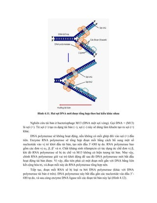 Hình 4.11. Hai sợi DNA mới được tổng hợp theo hai kiểu khác nhau
Nghiên cứu tái bản ở bacteriophage M13 (DNA một sợi vòng). Gọi DNA + (M13)
là sợi (+). Từ sợi (+) tạo ra dạng tái bản (), sợi () này sẽ dùng làm khuôn tạo ra sợi (+)
khác.
DNA polymerase sẽ không hoạt động, nếu không có mồi ghép đôi vào sợi (+) đầu
tiên. Enzyme RNA polymerase sẽ tổng hợp đoạn mồi bằng cách bổ sung một số
nucleotide vào vị trí khởi đầu tái bản, tạo nên đầu 3’-OH tự do. RNA polymerase bao
gồm các đơn vị 2, β, β’ và σ. Chất kháng sinh rifampicin có tác dụng ức chế đơn vị β,
khi đó RNA polymerase sẽ bị ức chế và M13 không có hiện tượng tái bản. Như vậy,
chính RNA polymerase giữ vai trò khởi động để sau đó DNA polymerase mới bắt đầu
hoạt động tái bản được. Vì vậy, đầu tiên phải có một đoạn mồi gắn với DNA bằng liên
kết cộng hóa trị, và đoạn mồi này do RNA polymerase tổng hợp nên.
Tiếp tục, đoạn mồi RNA sẽ bị loại ra bởi DNA polymerase (khác với DNA
polymerase tái bản ở trên). DNA polymerase này bắt đầu gắn các nucleotide vào đầu 3’-
OH tự do, và sau cùng enzyme DNA ligase nối các đoạn tái bản này lại (Hình 4.12).
 