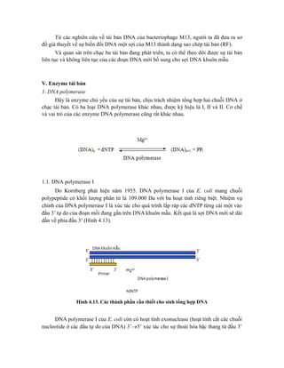Từ các nghiên cứu về tái bản DNA của bacteriophage M13, người ta đã đưa ra sơ
đồ giả thuyết về sự biến đổi DNA một sợi của M13 thành dạng sao chép tái bản (RF).
Và quan sát trên chạc ba tái bản đang phát triển, ta có thể theo dõi được sự tái bản
liên tục và không liên tục của các đoạn DNA mới bổ sung cho sợi DNA khuôn mẫu.
V. Enzyme tái bản
1. DNA polymerase
Đây là enzyme chủ yếu của sự tái bản, chịu trách nhiệm tổng hợp hai chuỗi DNA ở
chạc tái bản. Có ba loại DNA polymerase khác nhau, được ký hiệu là I, II và II. Cơ chế
và vai trò của các enzyme DNA polymerase cũng rất khác nhau.
1.1. DNA polymerase I
Do Kornberg phát hiện năm 1955. DNA polymerase I của E. coli mang chuỗi
polypeptide có khối lượng phân tử là 109.000 Da với ba hoạt tính riêng biệt. Nhiệm vụ
chính của DNA polymerase I là xúc tác cho quá trình lắp ráp các dNTP từng cái một vào
đầu 3’ tự do của đoạn mồi đang gắn trên DNA khuôn mẫu. Kết quả là sợi DNA mới sẽ dài
dần về phía đầu 3’ (Hình 4.13).
Hình 4.13. Các thành phần cần thiết cho sinh tổng hợp DNA
DNA polymerase I của E. coli còn có hoạt tính exonuclease (hoạt tính cắt các chuỗi
nucleotide ở các đầu tự do của DNA) 3’5’ xúc tác cho sự thoái hóa bậc thang từ đầu 3’
 