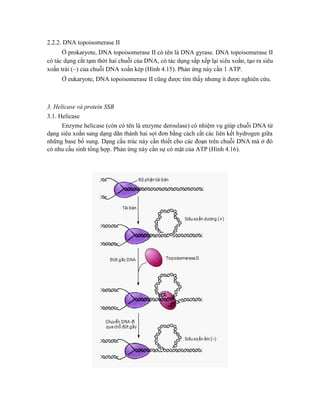 2.2.2. DNA topoisomerase II
Ở prokaryote, DNA topoisomerase II có tên là DNA gyrase. DNA topoisomerase II
có tác dụng cắt tạm thời hai chuỗi của DNA, có tác dụng sắp xếp lại siêu xoắn, tạo ra siêu
xoắn trái () của chuỗi DNA xoắn kép (Hình 4.15). Phản ứng này cần 1 ATP.
Ở eukaryote, DNA topoisomerase II cũng được tìm thấy nhưng ít được nghiên cứu.
3. Helicase và protein SSB
3.1. Helicase
Enzyme helicase (còn có tên là enzyme deroulase) có nhiệm vụ giúp chuỗi DNA từ
dạng siêu xoắn sang dạng dãn thành hai sợi đơn bằng cách cắt các liên kết hydrogen giữa
những base bổ sung. Dạng cấu trúc này cần thiết cho các đoạn trên chuỗi DNA mà ở đó
có nhu cầu sinh tổng hợp. Phản ứng này cần sự có mặt của ATP (Hình 4.16).
 