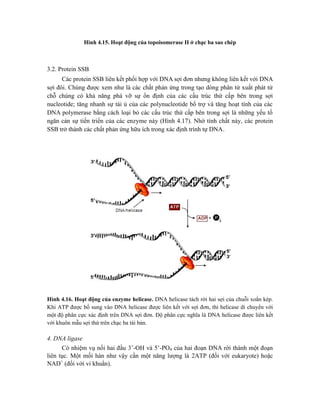 Hình 4.15. Hoạt động của topoisomerase II ở chạc ba sao chép
3.2. Protein SSB
Các protein SSB liên kết phối hợp với DNA sợi đơn nhưng không liên kết với DNA
sợi đôi. Chúng được xem như là các chất phản ứng trong tạo dòng phân tử xuất phát từ
chỗ chúng có khả năng phá vỡ sự ổn định của các cấu trúc thứ cấp bên trong sợi
nucleotide; tăng nhanh sự tái ủ của các polynucleotide bổ trợ và tăng hoạt tính của các
DNA polymerase bằng cách loại bỏ các cấu trúc thứ cấp bên trong sợi là những yếu tố
ngăn cản sự tiến triển của các enzyme này (Hình 4.17). Nhờ tính chất này, các protein
SSB trở thành các chất phản ứng hữu ích trong xác định trình tự DNA.
Hình 4.16. Hoạt động của enzyme helicase. DNA helicase tách rời hai sợi của chuỗi xoắn kép.
Khi ATP được bổ sung vào DNA helicase được liên kết với sợi đơn, thì helicase di chuyển với
một độ phân cực xác định trên DNA sợi đơn. Độ phân cực nghĩa là DNA helicase được liên kết
với khuôn mẫu sợi thứ trên chạc ba tái bản.
4. DNA ligase
Có nhiệm vụ nối hai đầu 3’-OH và 5’-PO4 của hai đoạn DNA rời thành một đoạn
liên tục. Một mối hàn như vậy cần một năng lượng là 2ATP (đối với eukaryote) hoặc
NAD+
(đối với vi khuẩn).
 