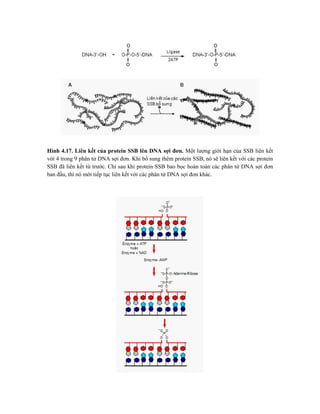 Hình 4.17. Liên kết của protein SSB lên DNA sợi đơn. Một lượng giới hạn của SSB liên kết
với 4 trong 9 phân tử DNA sợi đơn. Khi bổ sung thêm protein SSB, nó sẽ liên kết với các protein
SSB đã liên kết từ trước. Chỉ sau khi protein SSB bao bọc hoàn toàn các phân tử DNA sợi đơn
ban đầu, thì nó mới tiếp tục liên kết với các phân tử DNA sợi đơn khác.
 
