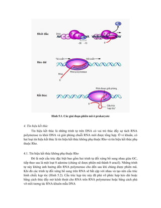 Hình 5.1. Các giai đoạn phiên mã ở prokaryote
4. Tín hiệu kết thúc
Tín hiệu kết thúc là những trình tự trên DNA có vai trò thúc đẩy sự tách RNA
polymerase ra khỏi DNA và giải phóng chuỗi RNA mới được tổng hợp. Ở vi khuẩn, có
hai loại tín hiệu kết thúc là tín hiệu kết thúc không phụ thuộc Rho và tín hiệu kết thúc phụ
thuộc Rho.
4.1. Tín hiệu kết thúc không phụ thuộc Rho
Đó là một cấu trúc đặc biệt bao gồm hai trình tự đối xứng bổ sung nhau giàu GC,
tiếp theo sau là một loạt 8 adenine (chúng sẽ được phiên mã thành 8 uracil). Những trình
tự này không ảnh hưởng đến RNA polymerase cho đến sau khi chúng được phiên mã.
Khi đó các trình tự đối xứng bổ sung trên RNA sẽ bắt cặp với nhau và tạo nên cấu trúc
hình chiếc kẹp tóc (Hình 5.2). Cấu trúc kẹp tóc này đã phá vỡ phức hợp kéo dài hoặc
bằng cách thúc đẩy mở kênh thoát cho RNA trên RNA polymerase hoặc bằng cách phá
vỡ mối tương tác RNA-khuôn mẫu DNA
 