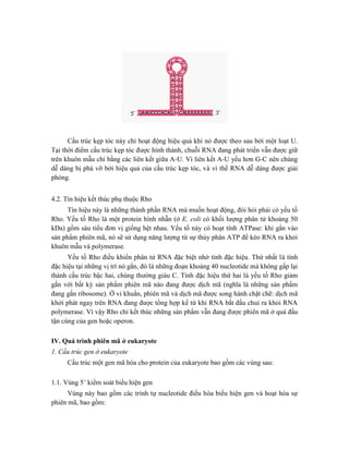 Cấu trúc kẹp tóc này chỉ hoạt động hiệu quả khi nó được theo sau bởi một loạt U.
Tại thời điểm cấu trúc kẹp tóc được hình thành, chuỗi RNA đang phát triển vẫn được giữ
trên khuôn mẫu chỉ bằng các liên kết giữa A-U. Vì liên kết A-U yếu hơn G-C nên chúng
dễ dàng bị phá vỡ bởi hiệu quả của cấu trúc kẹp tóc, và vì thế RNA dễ dàng được giải
phóng.
4.2. Tín hiệu kết thúc phụ thuộc Rho
Tín hiệu này là những thành phần RNA mà muốn hoạt động, đòi hỏi phải có yếu tố
Rho. Yếu tố Rho là một protein hình nhẫn (ở E. coli có khối lượng phân tử khoảng 50
kDa) gồm sáu tiểu đơn vị giống hệt nhau. Yếu tố này có hoạt tính ATPase: khi gắn vào
sản phẩm phiên mã, nó sẽ sử dụng năng lượng từ sự thủy phân ATP để kéo RNA ra khỏi
khuôn mẫu và polymerase.
Yếu tố Rho điều khiển phân tử RNA đặc biệt nhờ tính đặc hiệu. Thứ nhất là tính
đặc hiệu tại những vị trí nó gắn, đó là những đoạn khoảng 40 nucleotide mà không gấp lại
thành cấu trúc bậc hai, chúng thường giàu C. Tính đặc hiệu thứ hai là yếu tố Rho giảm
gắn với bất kỳ sản phẩm phiên mã nào đang được dịch mã (nghĩa là những sản phẩm
đang gắn ribosome). Ở vi khuẩn, phiên mã và dịch mã được song hành chặt chẽ: dịch mã
khởi phát ngay trên RNA đang được tổng hợp kể từ khi RNA bắt đầu chui ra khỏi RNA
polymerase. Vì vậy Rho chỉ kết thúc những sản phẩm vẫn đang được phiên mã ở quá đầu
tận cùng của gen hoặc operon.
IV. Quá trình phiên mã ở eukaryote
1. Cấu trúc gen ở eukaryote
Cấu trúc một gen mã hóa cho protein của eukaryote bao gồm các vùng sau:
1.1. Vùng 5’ kiểm soát biểu hiện gen
Vùng này bao gồm các trình tự nucleotide điều hòa biểu hiện gen và hoạt hóa sự
phiên mã, bao gồm:
 