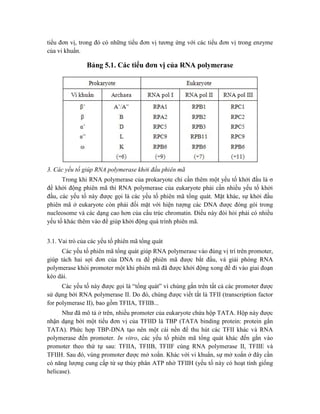 tiểu đơn vị, trong đó có những tiểu đơn vị tương ứng với các tiểu đơn vị trong enzyme
của vi khuẩn.
Bảng 5.1. Các tiểu đơn vị của RNA polymerase
3. Các yếu tố giúp RNA polymerase khởi đầu phiên mã
Trong khi RNA polymerase của prokaryote chỉ cần thêm một yếu tố khởi đầu là σ
để khởi động phiên mã thì RNA polymerase của eukaryote phải cần nhiều yếu tố khởi
đầu, các yếu tố này được gọi là các yếu tố phiên mã tổng quát. Mặt khác, sự khởi đầu
phiên mã ở eukaryote còn phải đối mặt với hiện tượng các DNA được đóng gói trong
nucleosome và các dạng cao hơn của cấu trúc chromatin. Điều này đòi hỏi phải có nhiều
yếu tố khác thêm vào để giúp khởi động quá trình phiên mã.
3.1. Vai trò của các yếu tố phiên mã tổng quát
Các yếu tố phiên mã tổng quát giúp RNA polymerase vào đúng vị trí trên promoter,
giúp tách hai sợi đơn của DNA ra để phiên mã được bắt đầu, và giải phóng RNA
polymerase khỏi promoter một khi phiên mã đã được khởi động xong để đi vào giai đoạn
kéo dài.
Các yếu tố này được gọi là “tổng quát” vì chúng gắn trên tất cả các promoter được
sử dụng bởi RNA polymerase II. Do đó, chúng được viết tắt là TFII (transcription factor
for polymerase II), bao gồm TFIIA, TFIIB...
Như đã mô tả ở trên, nhiều promoter của eukaryote chứa hộp TATA. Hộp này được
nhận dạng bởi một tiểu đơn vị của TFIID là TBP (TATA binding protein: protein gắn
TATA). Phức hợp TBP-DNA tạo nên một cái nền để thu hút các TFII khác và RNA
polymerase đến promoter. In vitro, các yếu tố phiên mã tổng quát khác đến gắn vào
promoter theo thứ tự sau: TFIIA, TFIIB, TFIIF cùng RNA polymerase II, TFIIE và
TFIIH. Sau đó, vùng promoter được mở xoắn. Khác với vi khuẩn, sự mở xoắn ở đây cần
có năng lượng cung cấp từ sự thủy phân ATP nhờ TFIIH (yếu tố này có hoạt tính giống
helicase).
 