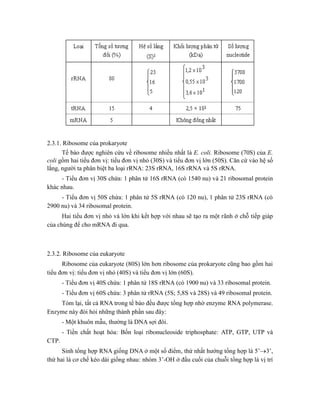 2.3.1. Ribosome của prokaryote
Tế bào được nghiên cứu về ribosome nhiều nhất là E. coli. Ribosome (70S) của E.
coli gồm hai tiểu đơn vị: tiểu đơn vị nhỏ (30S) và tiểu đơn vị lớn (50S). Căn cứ vào hệ số
lắng, người ta phân biệt ba loại rRNA: 23S rRNA, 16S rRNA và 5S rRNA.
- Tiểu đơn vị 30S chứa: 1 phân tử 16S rRNA (có 1540 nu) và 21 ribosomal protein
khác nhau.
- Tiểu đơn vị 50S chứa: 1 phân tử 5S rRNA (có 120 nu), 1 phân tử 23S rRNA (có
2900 nu) và 34 ribosomal protein.
Hai tiểu đơn vị nhỏ và lớn khi kết hợp với nhau sẽ tạo ra một rãnh ở chỗ tiếp giáp
của chúng để cho mRNA đi qua.
2.3.2. Ribosome của eukaryote
Ribosome của eukaryote (80S) lớn hơn ribosome của prokaryote cũng bao gồm hai
tiểu đơn vị: tiểu đơn vị nhỏ (40S) và tiểu đơn vị lớn (60S).
- Tiểu đơn vị 40S chứa: 1 phân tử 18S rRNA (có 1900 nu) và 33 ribosomal protein.
- Tiểu đơn vị 60S chứa: 3 phân tử rRNA (5S; 5,8S và 28S) và 49 ribosomal protein.
Tóm lại, tất cả RNA trong tế bào đều được tổng hợp nhờ enzyme RNA polymerase.
Enzyme này đòi hỏi những thành phần sau đây:
- Một khuôn mẫu, thường là DNA sợi đôi.
- Tiền chất hoạt hóa: Bốn loại ribonucleoside triphosphate: ATP, GTP, UTP và
CTP.
Sinh tổng hợp RNA giống DNA ở một số điểm, thứ nhất hướng tổng hợp là 5’3’,
thứ hai là cơ chế kéo dài giống nhau: nhóm 3’-OH ở đầu cuối của chuỗi tổng hợp là vị trí
 