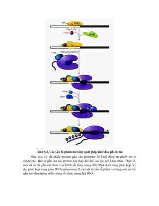 Hình 5.3. Các yếu tố phiên mã tổng quát giúp khởi đầu phiên mã
Như vậy, có rất nhiều protein gắn vào promoter để khởi động sự phiên mã ở
eukaryote. Thứ tự gắn của các protein này thay đổi đối với các gen khác nhau. Thực tế,
một số có thể gắn với nhau ở xa DNA rồi được mang đến DNA dưới dạng phức hợp. Ví
dụ: phức hợp trung gian, RNA polymerase II, và một số yếu tố phiên mã tổng quát có thể
gắn với nhau trong nhân tương rồi được mang đến DNA.
 