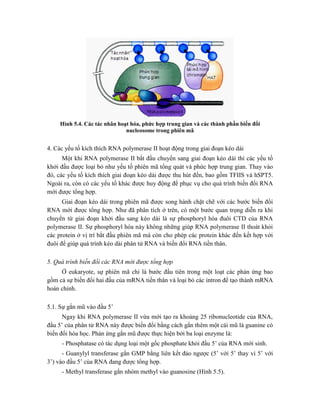 Hình 5.4. Các tác nhân hoạt hóa, phức hợp trung gian và các thành phần biến đổi
nucleosome trong phiên mã
4. Các yếu tố kích thích RNA polymerase II hoạt động trong giai đoạn kéo dài
Một khi RNA polymerase II bắt đầu chuyển sang giai đoạn kéo dài thì các yếu tố
khởi đầu được loại bỏ như yếu tố phiên mã tổng quát và phức hợp trung gian. Thay vào
đó, các yếu tố kích thích giai đoạn kéo dài được thu hút đến, bao gồm TFIIS và hSPT5.
Ngoài ra, còn có các yếu tố khác được huy động để phục vụ cho quá trình biến đổi RNA
mới được tổng hợp.
Giai đoạn kéo dài trong phiên mã được song hành chặt chẽ với các bước biến đổi
RNA mới được tổng hợp. Như đã phân tích ở trên, có một bước quan trọng diễn ra khi
chuyển từ giai đoạn khởi đầu sang kéo dài là sự phosphoryl hóa đuôi CTD của RNA
polymerase II. Sự phosphoryl hóa này không những giúp RNA polymerase II thoát khỏi
các protein ở vị trí bắt đầu phiên mã mà còn cho phép các protein khác đến kết hợp với
đuôi để giúp quá trình kéo dài phân tử RNA và biến đổi RNA tiền thân.
5. Quá trình biến đổi các RNA mới được tổng hợp
Ở eukaryote, sự phiên mã chỉ là bước đầu tiên trong một loạt các phản ứng bao
gồm cả sự biến đổi hai đầu của mRNA tiền thân và loại bỏ các intron để tạo thành mRNA
hoàn chỉnh.
5.1. Sự gắn mũ vào đầu 5’
Ngay khi RNA polymerase II vừa mới tạo ra khoảng 25 ribonucleotide của RNA,
đầu 5’ của phân tử RNA này được biến đổi bằng cách gắn thêm một cái mũ là guanine có
biến đổi hóa học. Phản ứng gắn mũ được thực hiện bởi ba loại enzyme là:
- Phosphatase có tác dụng loại một gốc phosphate khỏi đầu 5’ của RNA mới sinh.
- Guanylyl transferase gắn GMP bằng liên kết đảo ngược (5’ với 5’ thay vì 5’ với
3’) vào đầu 5’ của RNA đang được tổng hợp.
- Methyl transferase gắn nhóm methyl vào guanosine (Hình 5.5).
 