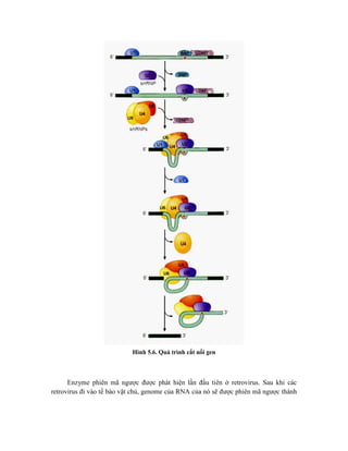 Hình 5.6. Quá trình cắt nối gen
Enzyme phiên mã ngược được phát hiện lần đầu tiên ở retrovirus. Sau khi các
retrovirus đi vào tế bào vật chủ, genome của RNA của nó sẽ được phiên mã ngược thành
 