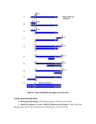 Hình 5.7. Quá trình phiên mã ngược của retrovirus
Tài liệu tham khảo/đọc thêm
1. Hồ Huỳnh Thùy Dương. 1998. Sinh học phân tử. NXB Giáo dục, Hà Nội.
2. Alberts B, Johnson A, Lewis J, Raff M, Roberts K and Walter P. 2002. Molecular
Biology of the Cell. 4th
ed. Garland Science Publishing, Inc. New York, USA.
 
