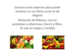 Conozca más especies que puede
  sembrar en un clima como el de
               Bogotá
    Alimento de México, rico en
proteínas y vitaminas, hierro y fibra.
     Se usa en sopas y cocidos
 