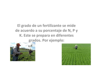 El grado de un fertilizante se mide
de acuerdo a su porcentaje de N, P y
  K. Este se prepara en diferentes
        grados. Por ejemplo:
 