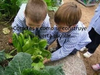 Como es y como se construye 
   una huerta escolar…
 