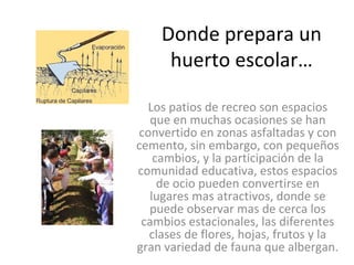 Donde prepara un 
     huerto escolar…

  Los patios de recreo son espacios 
  que en muchas ocasiones se han 
convertido en zonas asfaltadas y con 
cemento, sin embargo, con pequeños 
   cambios, y la participación de la 
comunidad educativa, estos espacios 
    de ocio pueden convertirse en 
  lugares mas atractivos, donde se 
  puede observar mas de cerca los 
 cambios estacionales, las diferentes 
  clases de flores, hojas, frutos y la 
gran variedad de fauna que albergan.
 