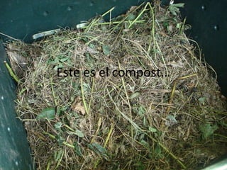 Este es el compost…
 