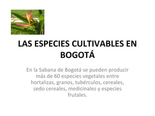 LAS ESPECIES CULTIVABLES EN
          BOGOTÁ
 En la Sabana de Bogotá se pueden producir
     más de 60 especies vegetales entre
   hortalizas, granos, tubérculos, cereales,
    sedo cereales, medicinales y especies
                   frutales.
 